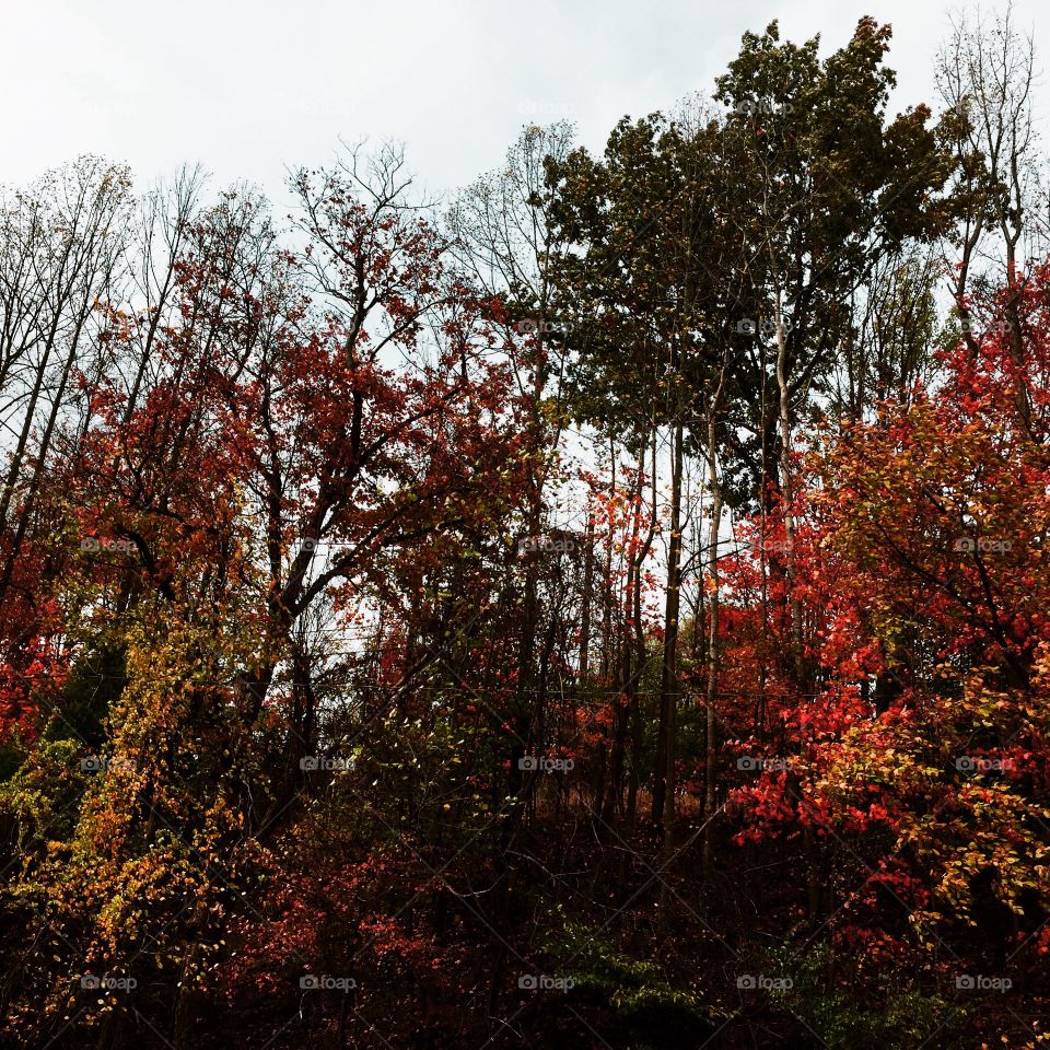 Beautiful fall colors. So bright and vibrant 