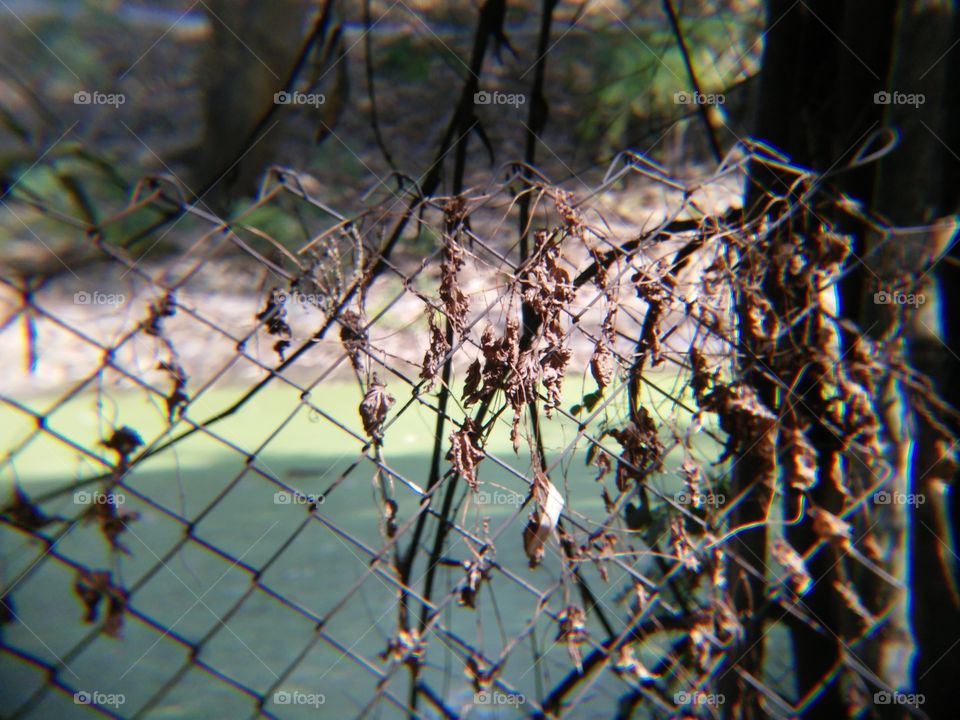 Fence, Nature, No Person, Outdoors, Tree