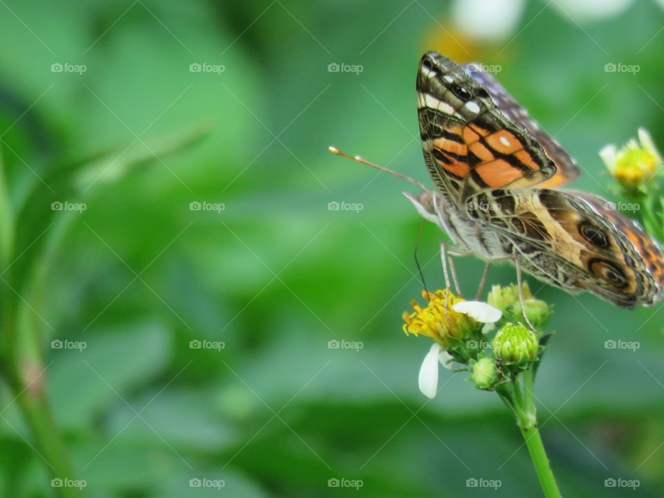 Side view of butterfly feeding
