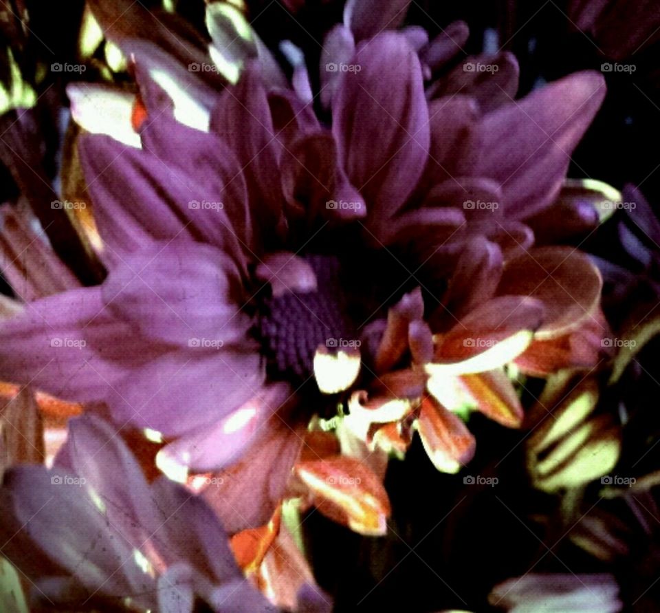 summerdaze. lighting effects