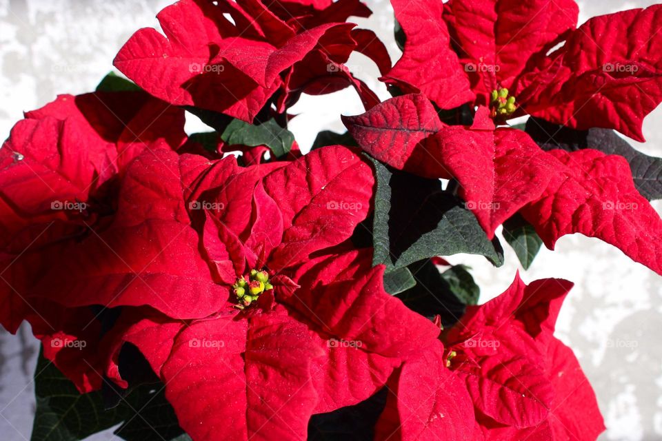 Close up of beautiful red Poinsettia flowers