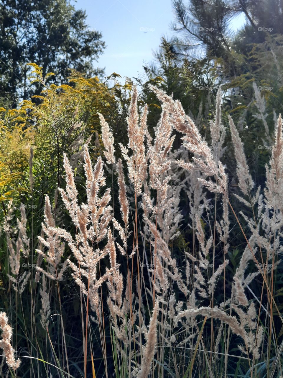 sunlit sand reed in light and shadow