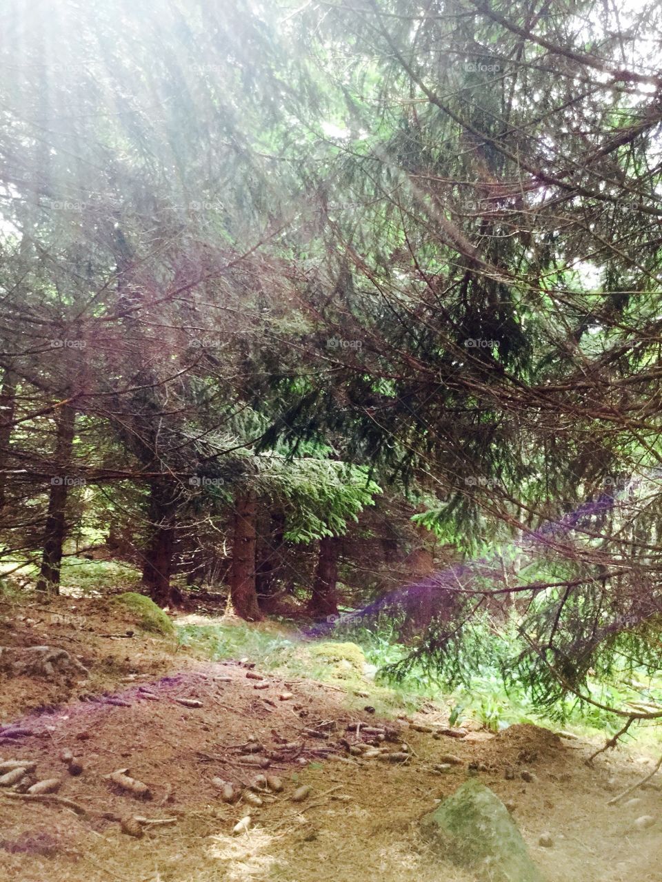 Light in forest