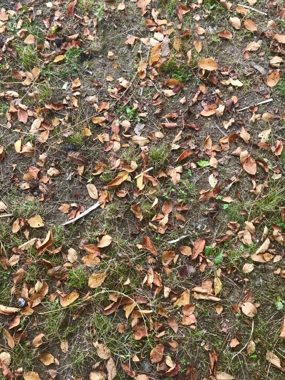 Autumn. Many fall yellow leaves 🍁