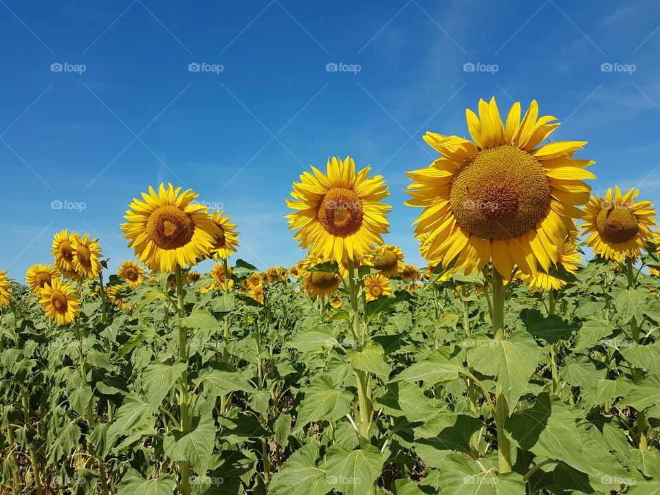 Sunflower, Summer, Nature, Flora, Field