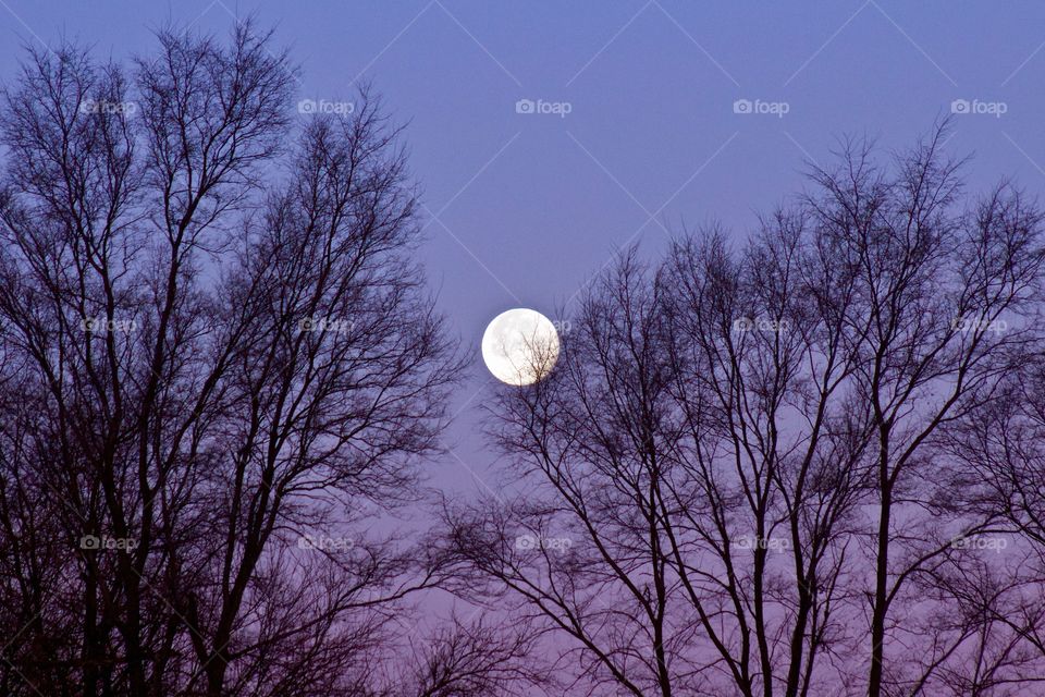 Full moon setting in a colorful winter sky behind silhouetted bare trees
