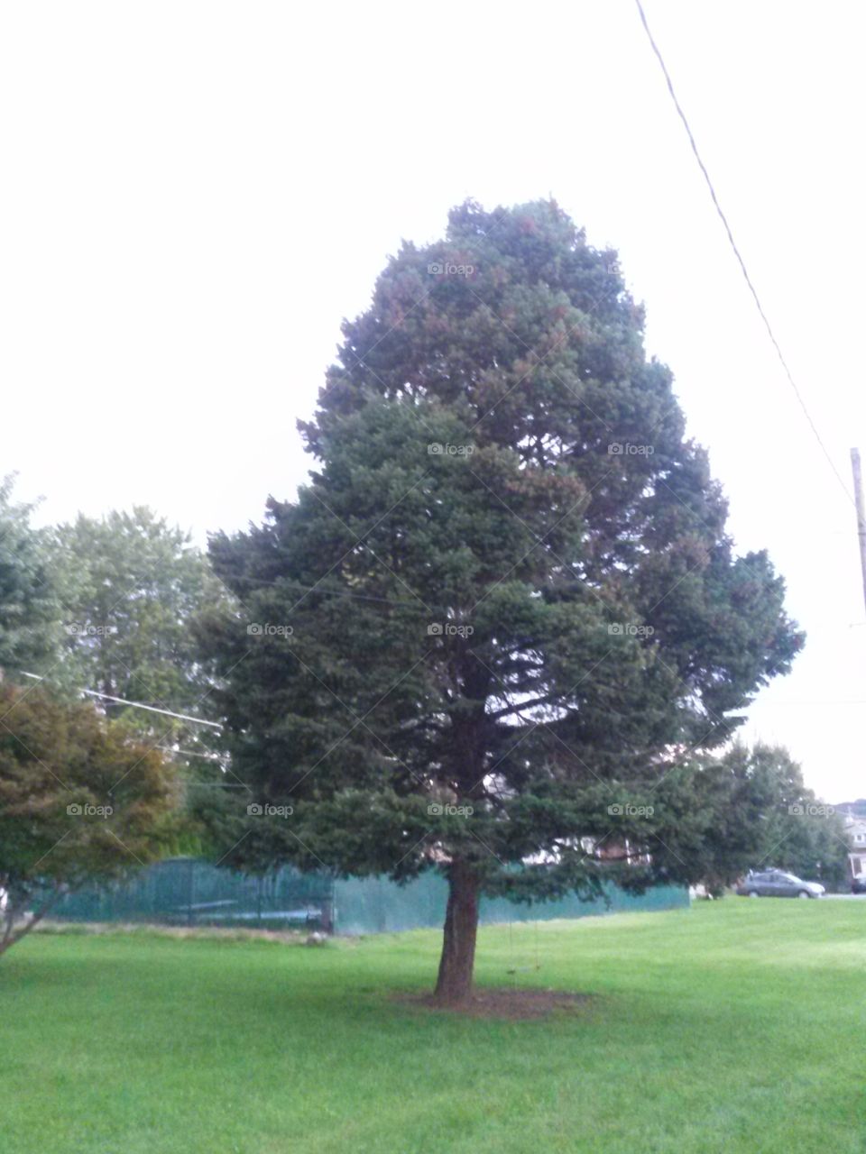 Large Pine Tree in backyard