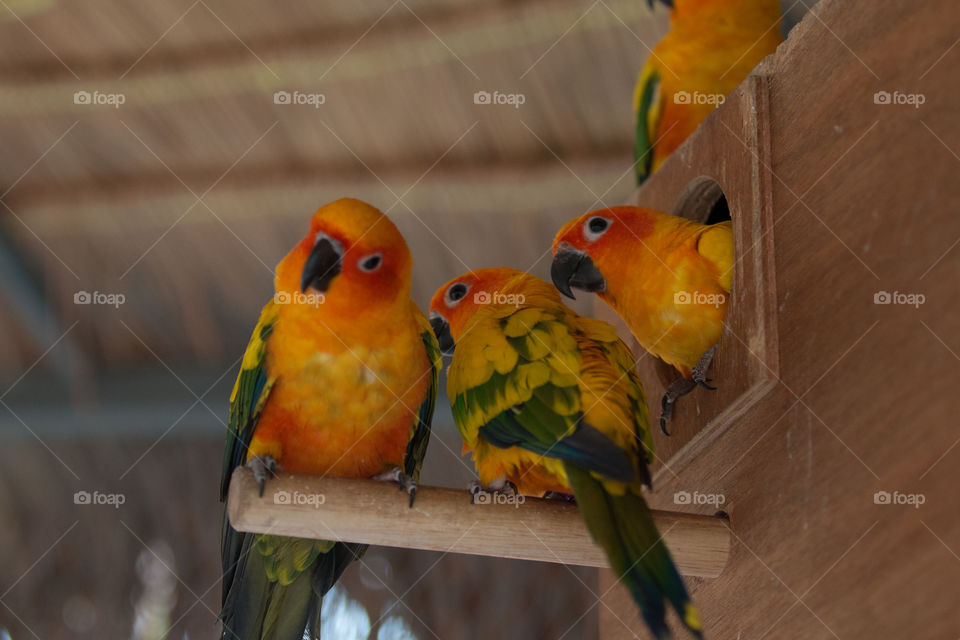 Parrot, Bird, Parakeet, Wildlife, Macaw