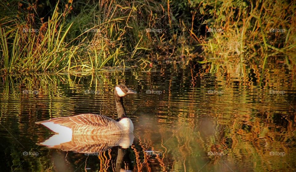A Canadian Goose enjoying the warmth of the sunny day on the clear water near the river's edge.