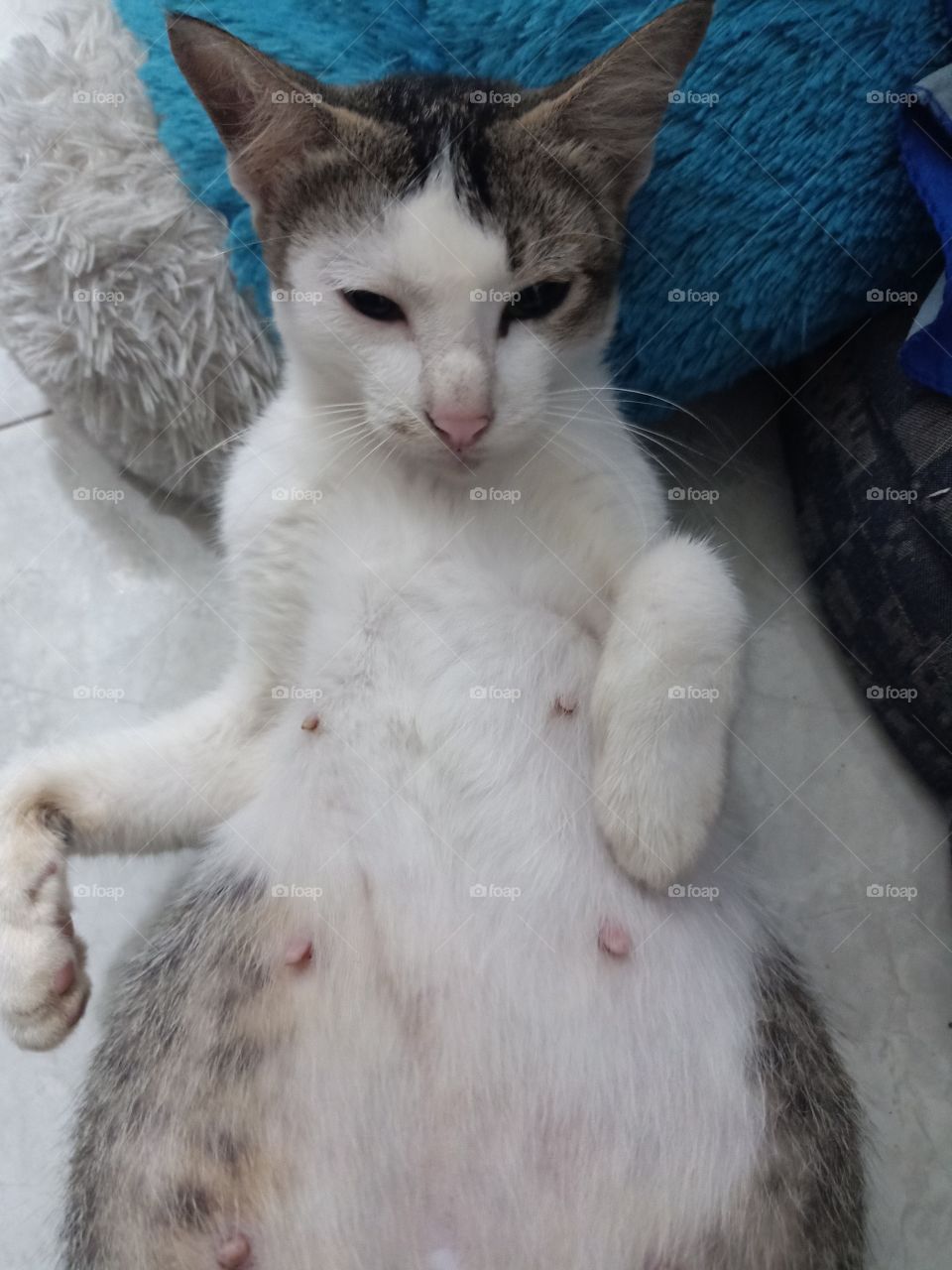 cat is pregnant again, really spoiled