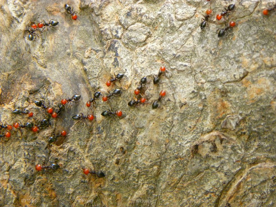 ants