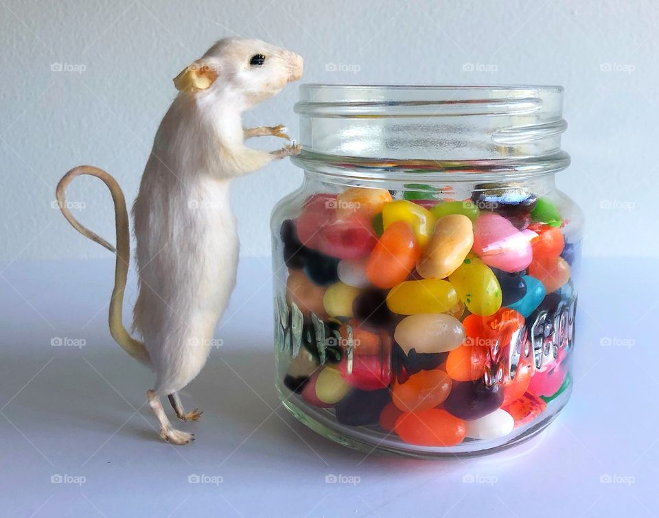 Mouse getting into Jelly Beans 