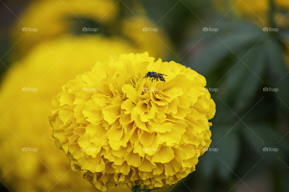 Bee on Yellow Marigold  flowers or Tagetes erecta in garden.