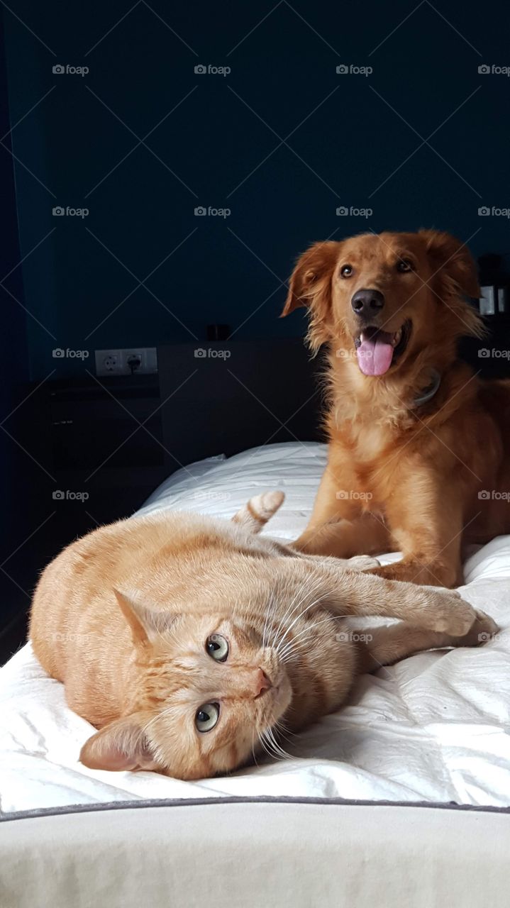 Portrait of domestic cat and dog on indoor 