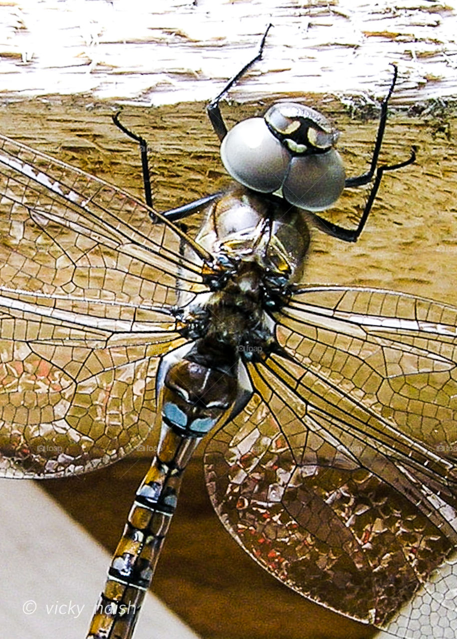 Closeup of a dragonfly showing the amazing details in its body and wings! Natural world rocks!