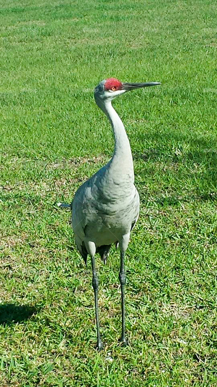 blue heron. local hanging out in my Florida neighborhood