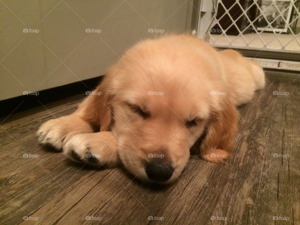Sleeping golden retriever puppy. 