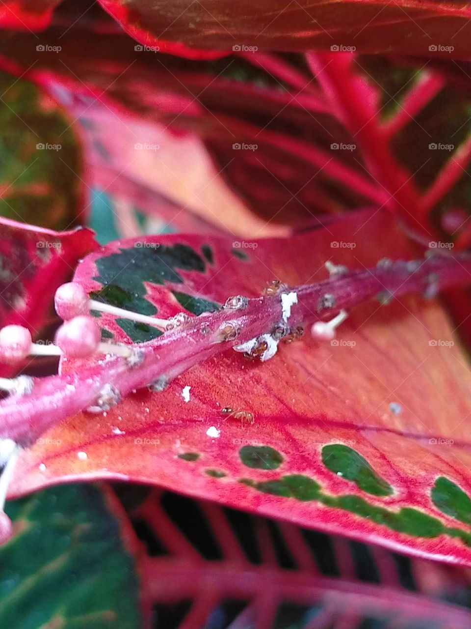 fiery, fierce, little creatures, beautifully blended in nature