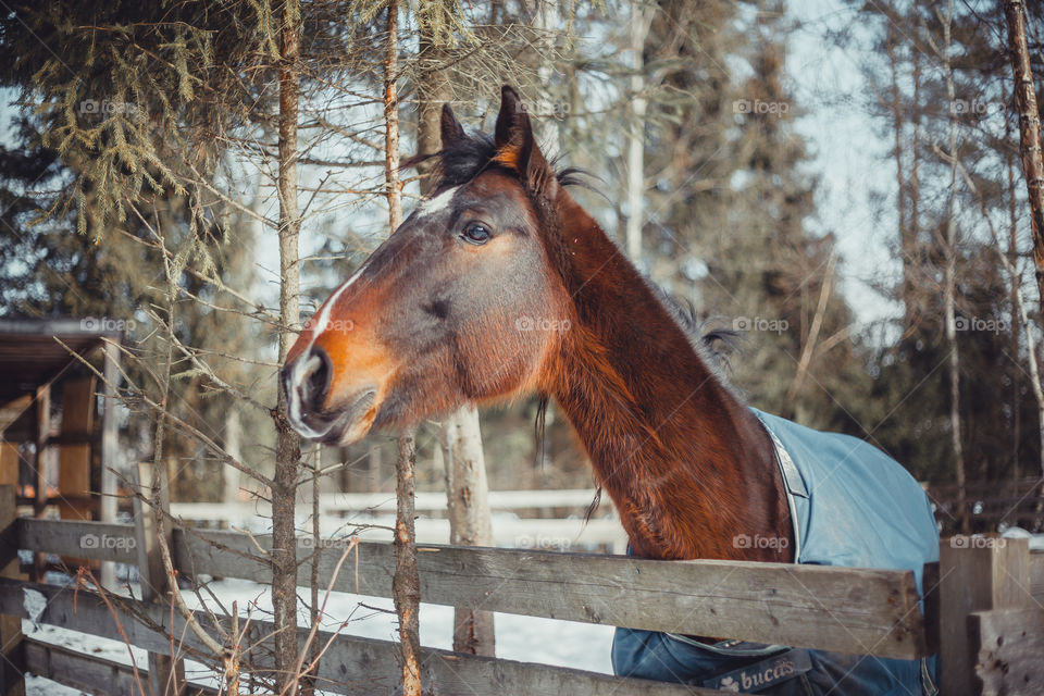 Chestnut horse in paddock at winter