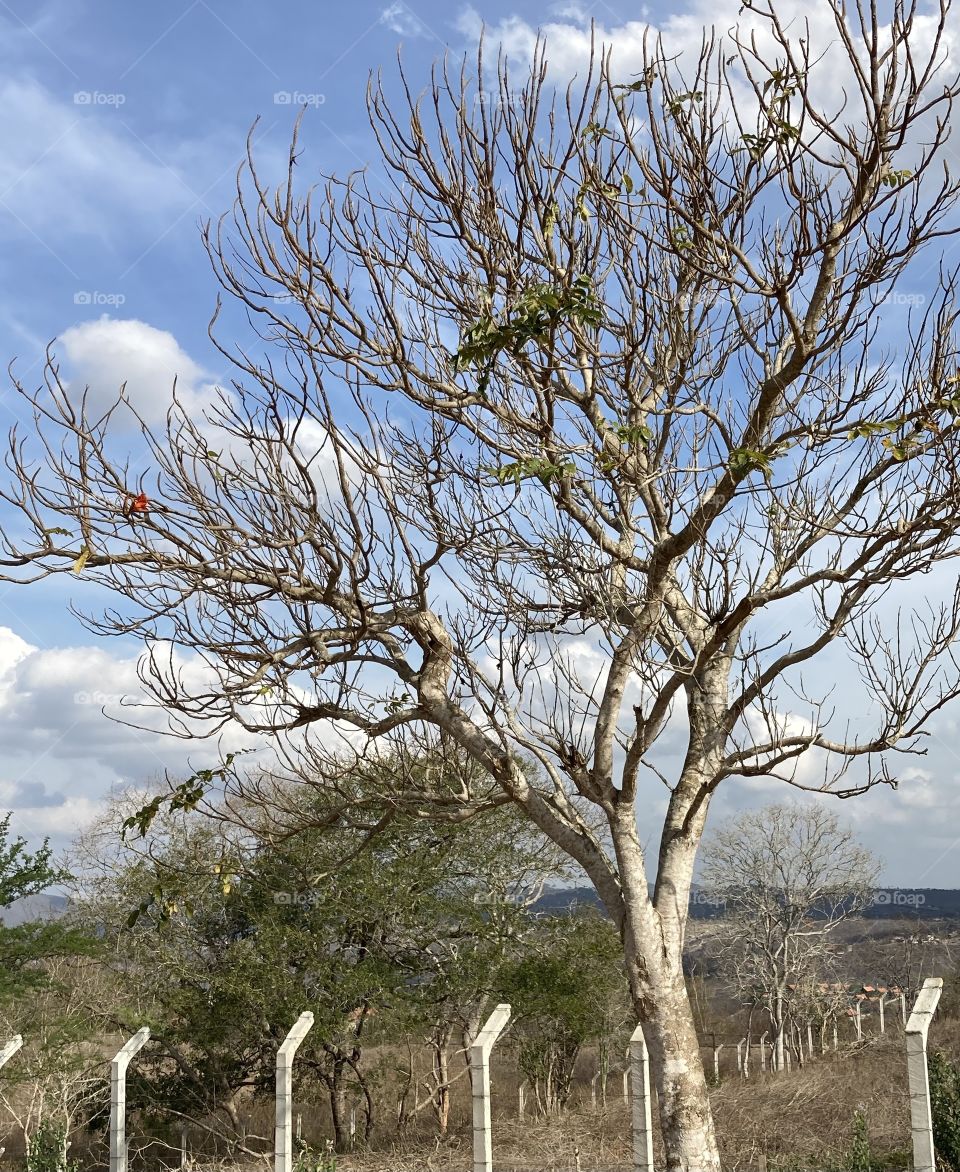 Árvore sem folhas