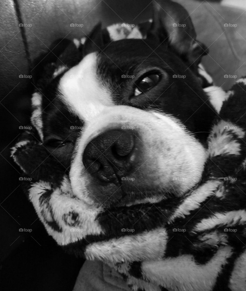 Boston terrier in blanky