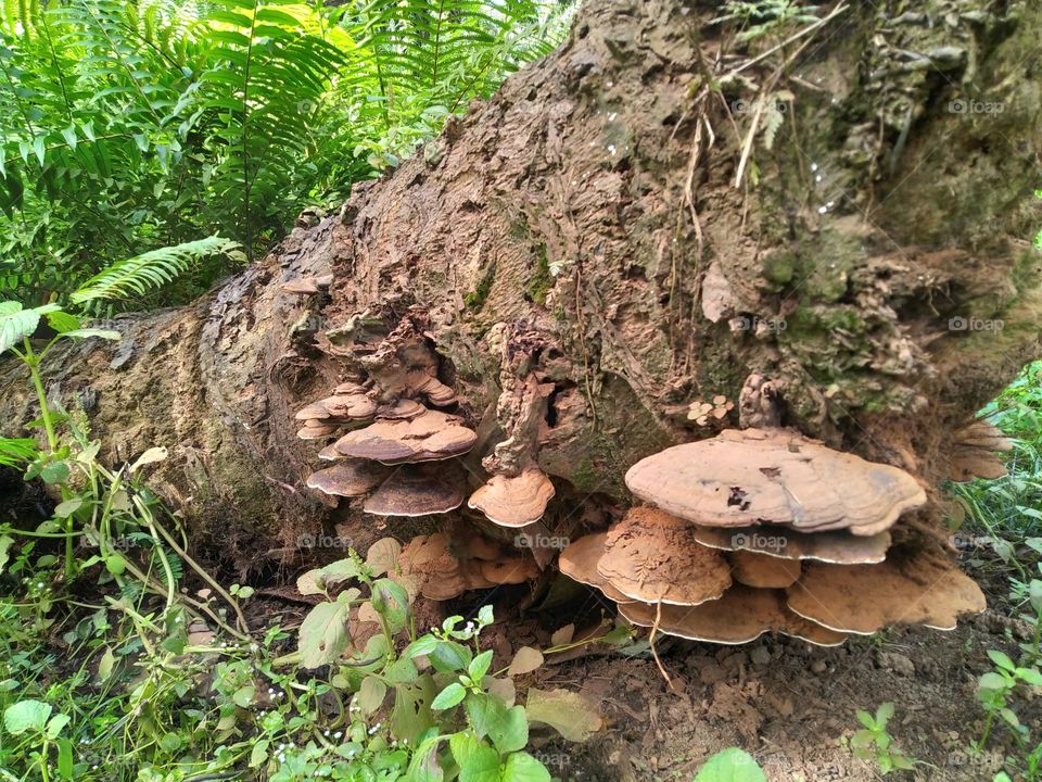 Palm tree that fell due to attack by Ganoderma fungus.