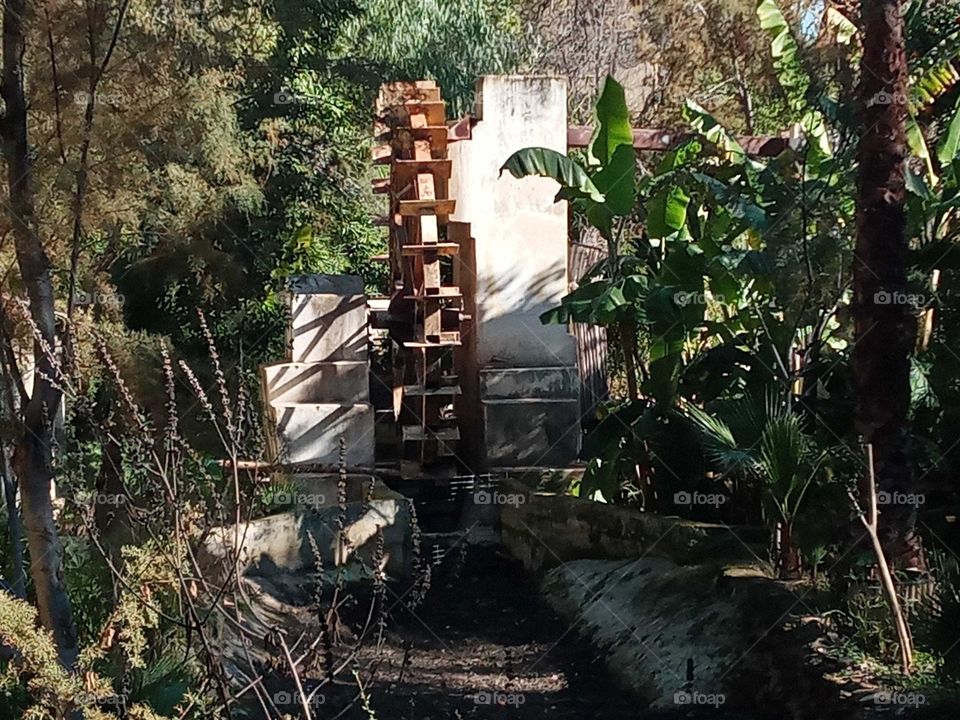 Old watering between the trees