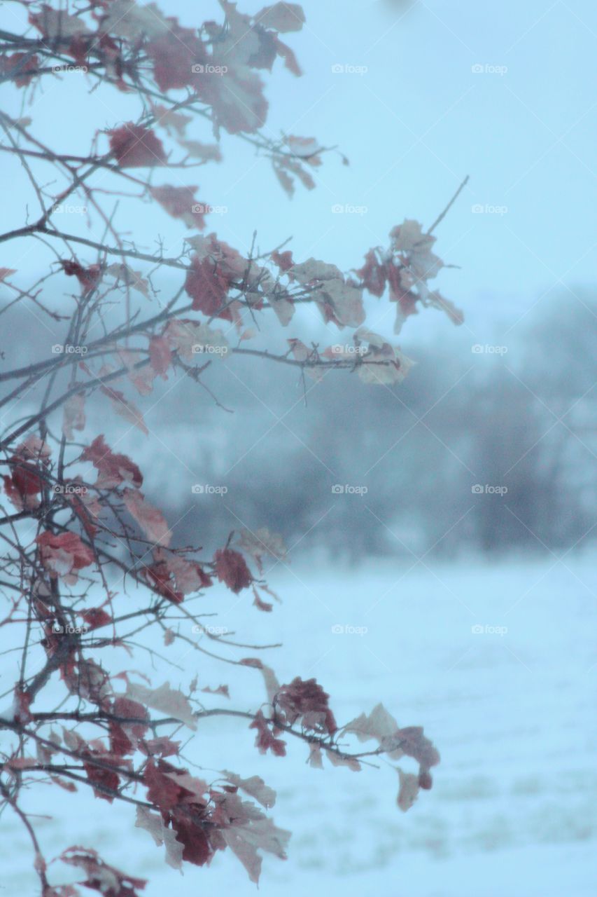 Closeup of sparse tree branches against a blurred, wintery landscape of trees, room for copy 