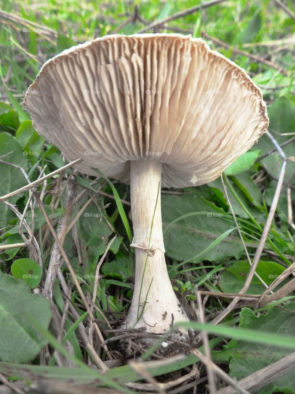 Mushroom