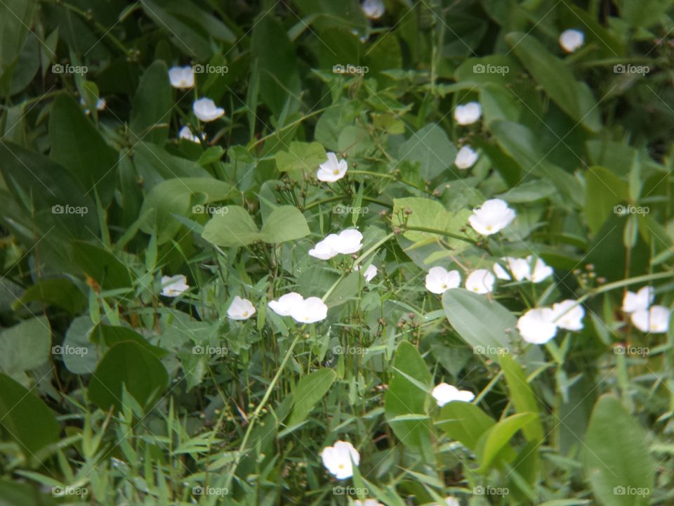 Wild flowers