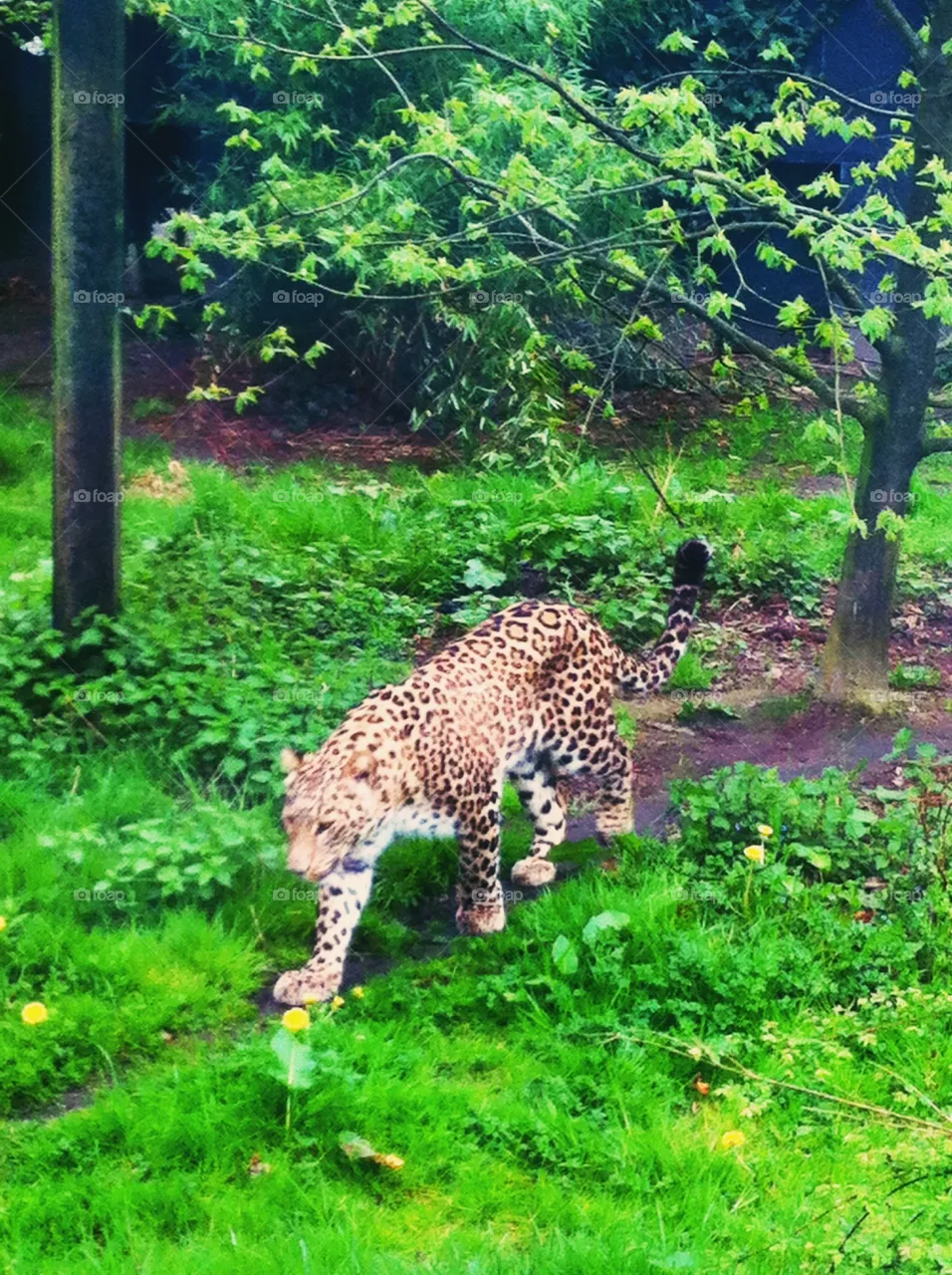 Panther