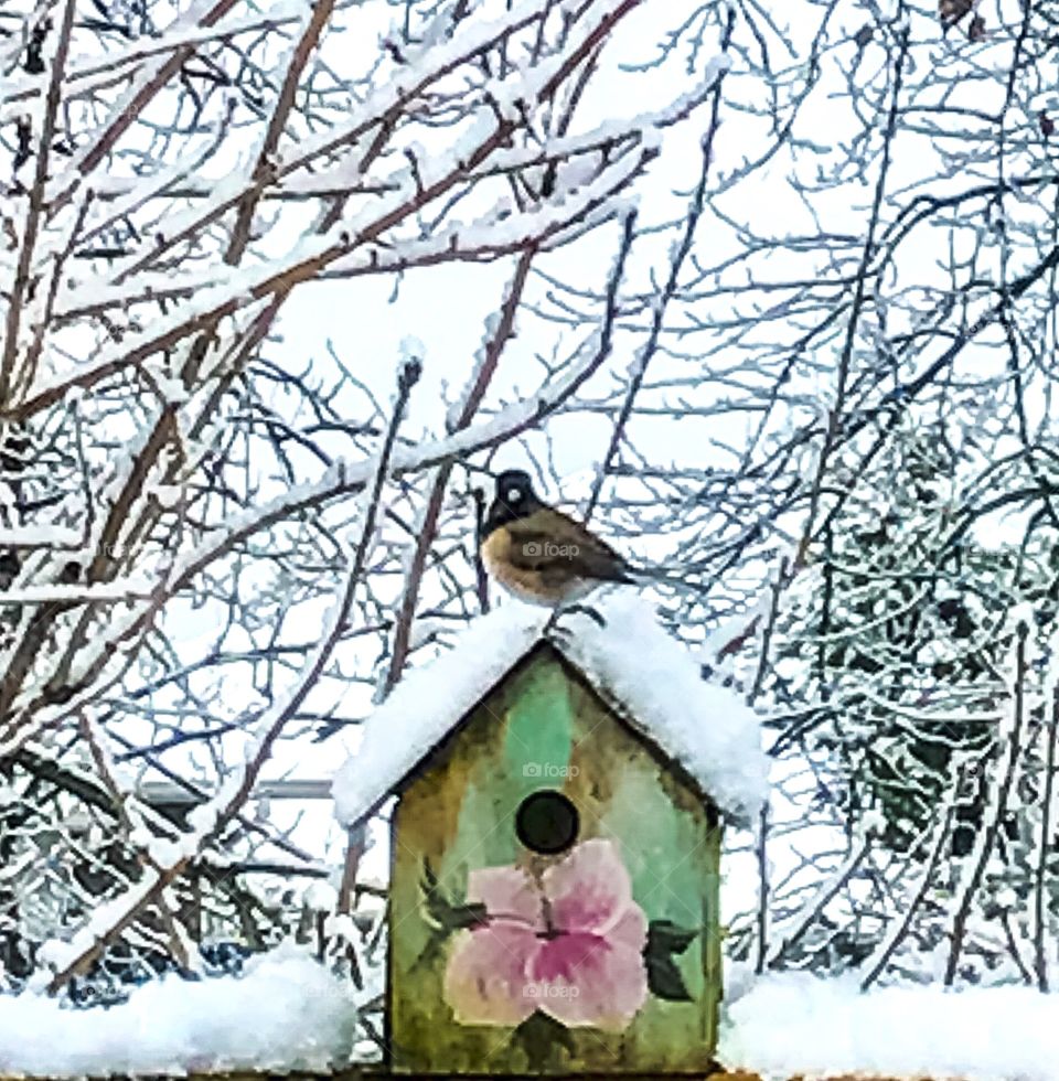Bird on house in snow