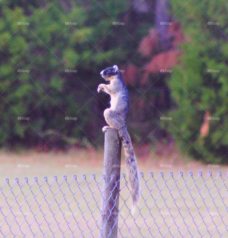 Beautiful black and grey markings on a fox squirrel 