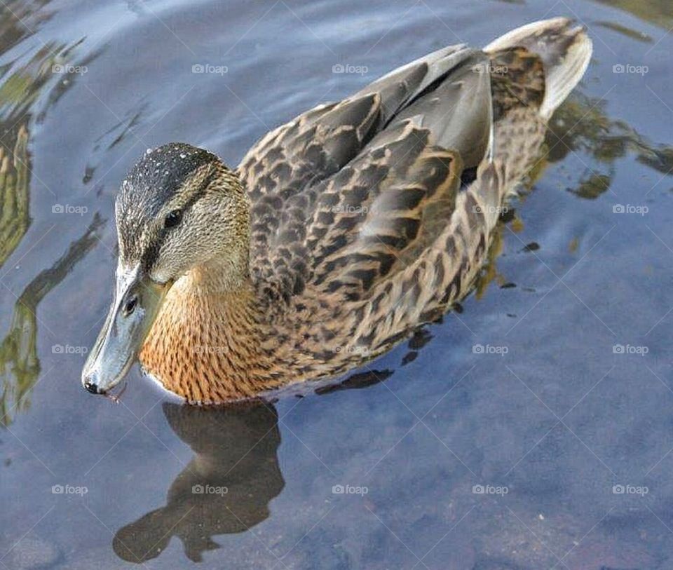 Duck close up