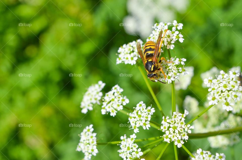 The beauty of spring