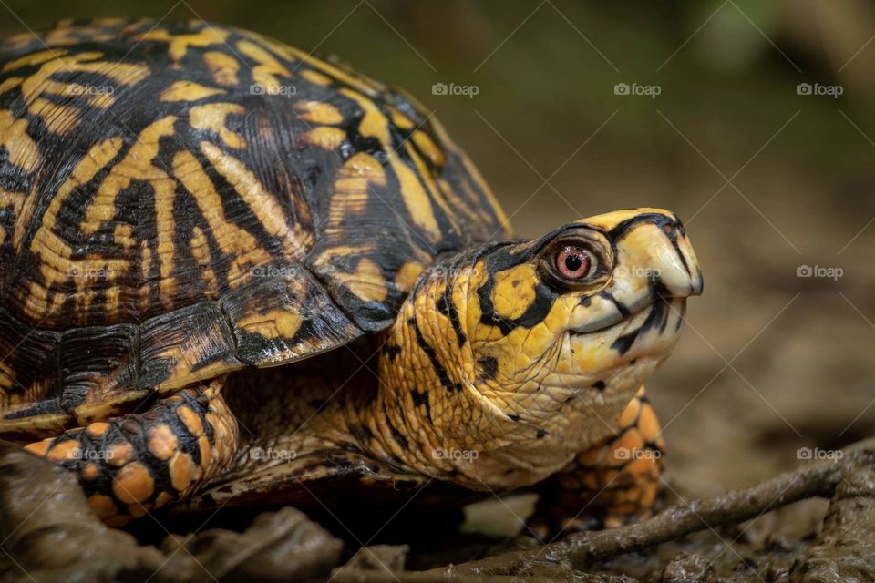 Foap, Glorious Mother Nature. A portrait of a male eastern box turtle at Barfield Crescent Park in Murfreesboro Tennessee. 