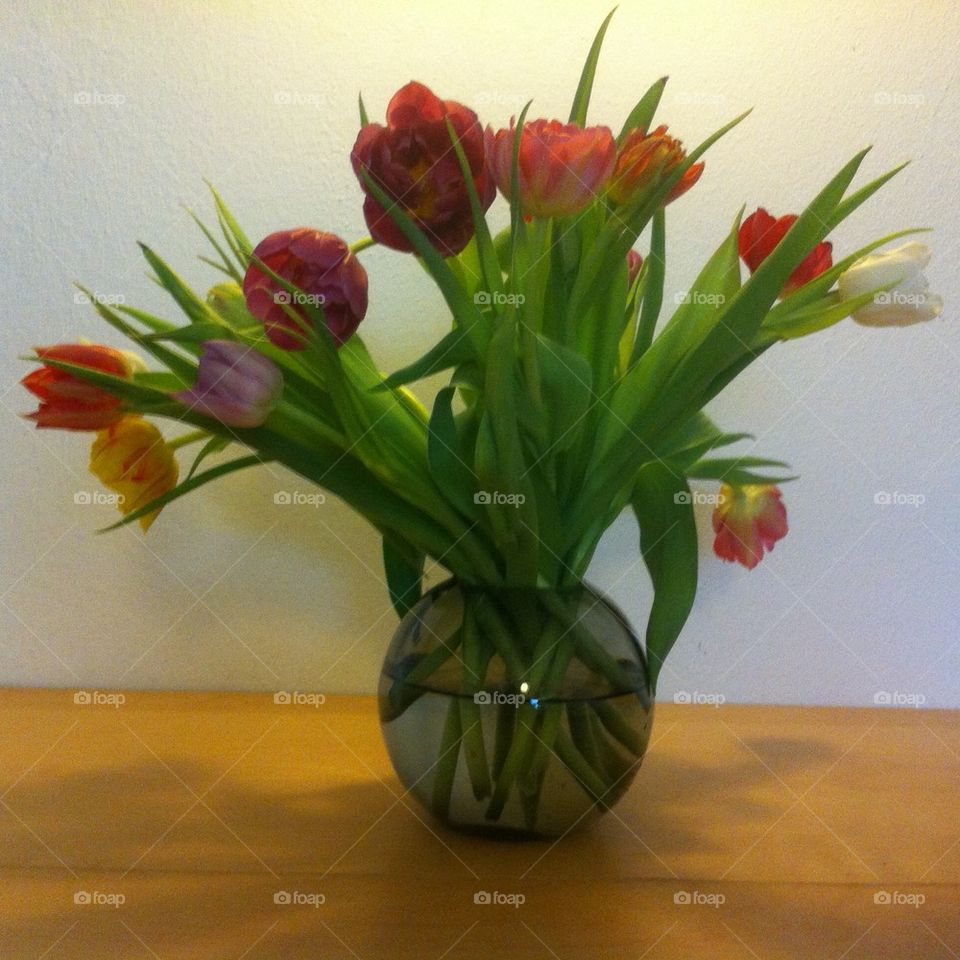 tulips2