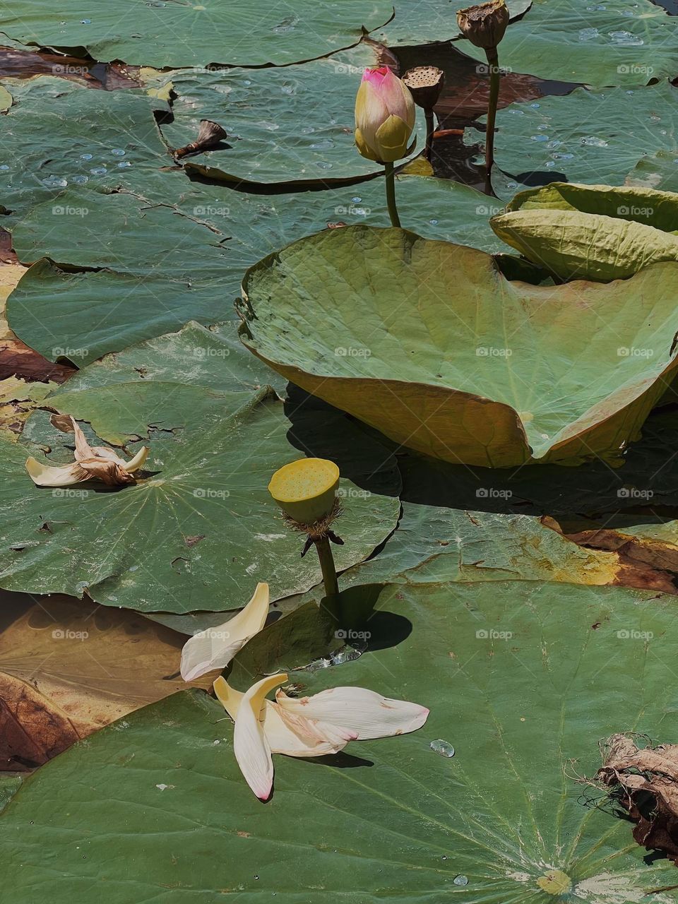 Water lilies on Sunny day