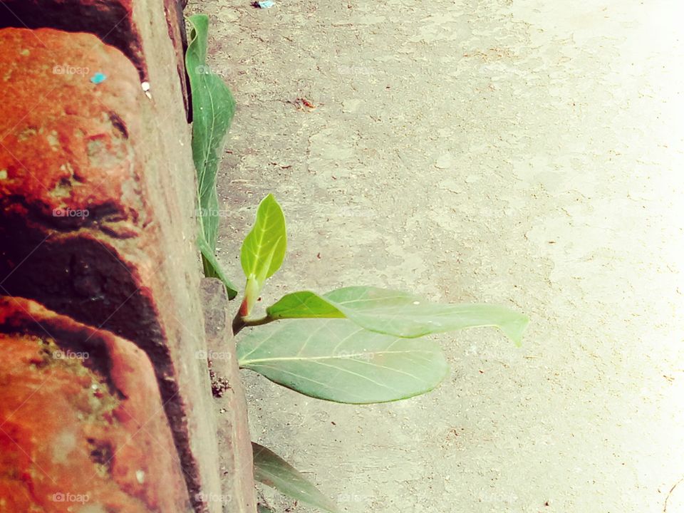 struggle for survive