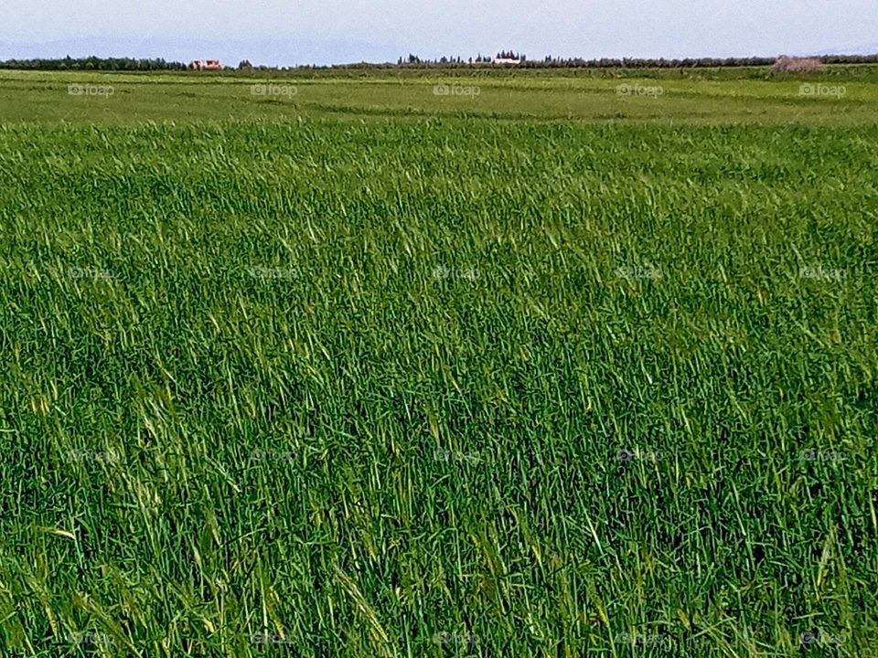 wheat plant in spring