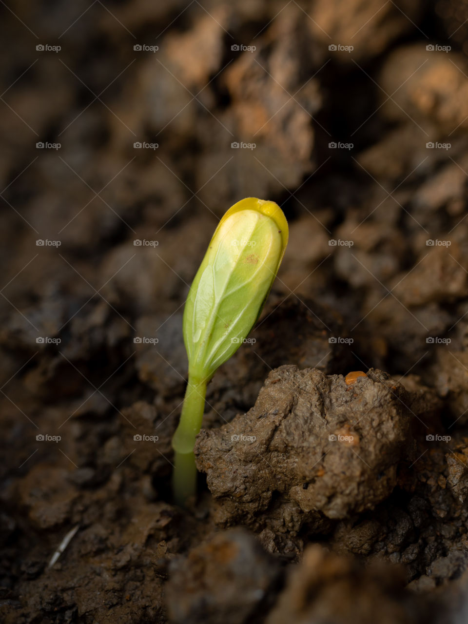 Spring brings new start, happiness, love & a sweet vibes in the air. The mother nature gives birth to new life. Seeds are sprout out & open eyes to see the beauty of nature.