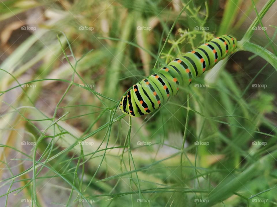 spring Magic Athens Greece