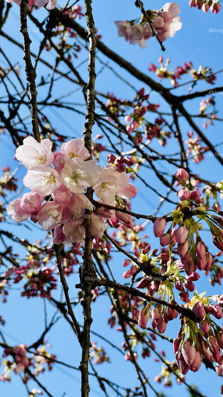 Today is one of those March days when the sun shines hot and the wind blows cold 🌸