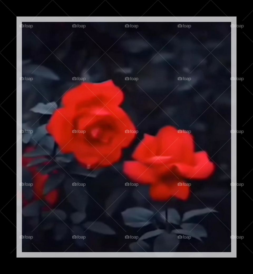 Red flowers with frame