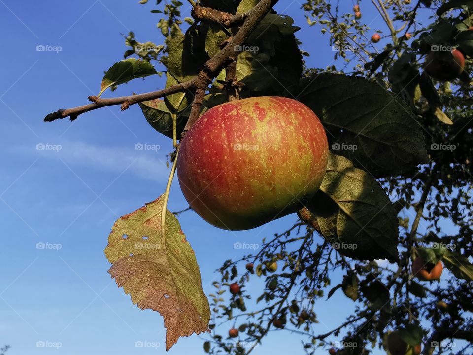 Roter Äpfel am alten Baum