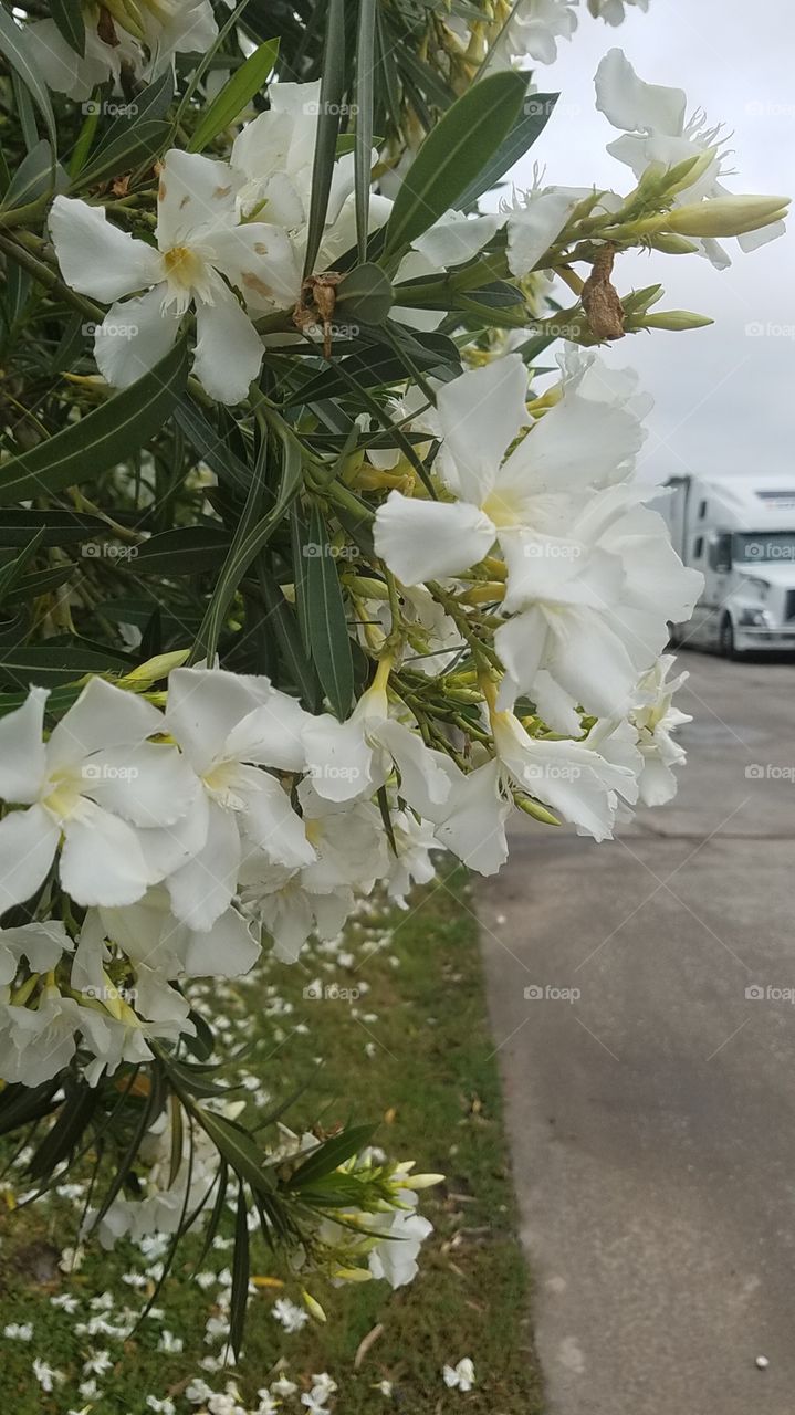 white flowers close up