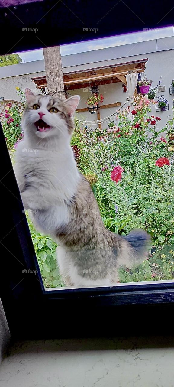 Perhaps it’s time to go back inside or our beautiful cat „Linda“ is merely stretching her muscles. From this perspective her wild side definitely shows. 2023. Hypnotic Productions