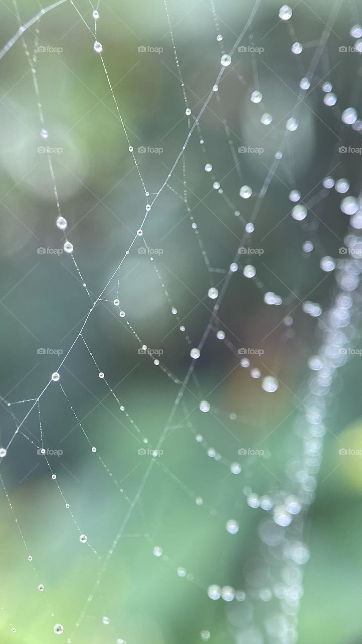 Web spider