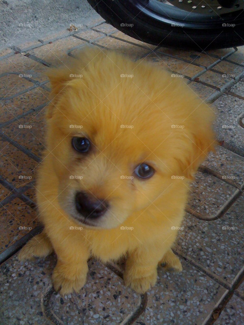 Sunny puppy 