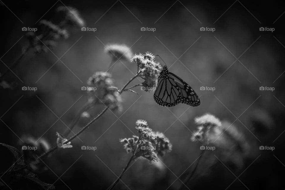 Monarch Butterfly on a floral patch